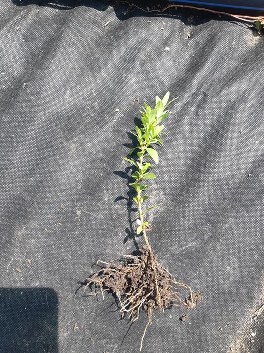 Продам саджанці самшиту відкрита коренева