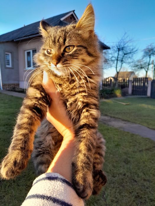 Віддам кошеня у добрі руки