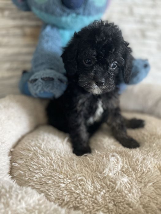 Cavapoo sunia cavalier pudel