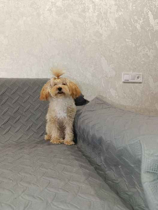 Мальтіпу міні хлопчік