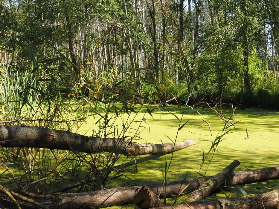 Domek wakacyjny. Dom, domek w lesie. Hetmanów koło Ostrowa Wlkp,