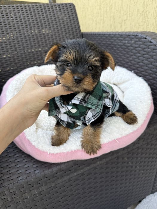 Красунчик йорк терєр