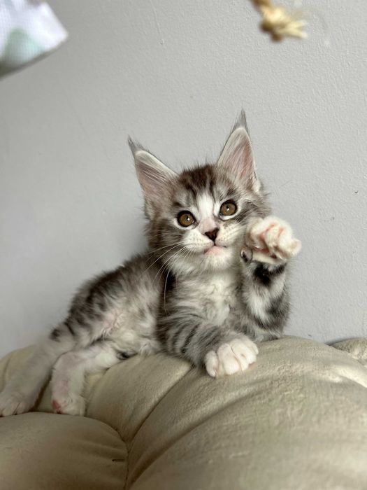 Эксклюзивные котята! Вакцинация сделана!