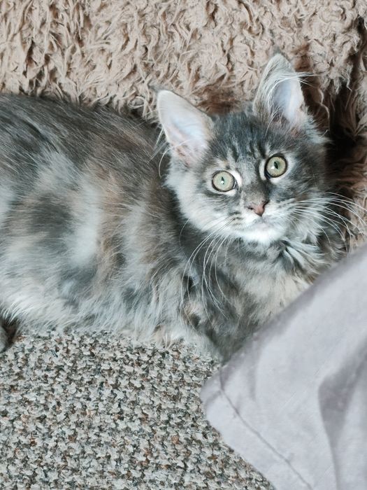 Dziewczynka  niebieska szykret Maine Coon