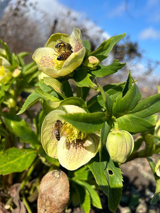 Морозник  Саженцы и срез