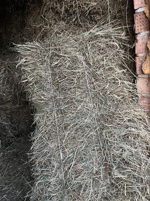 Продам тюки сіна
