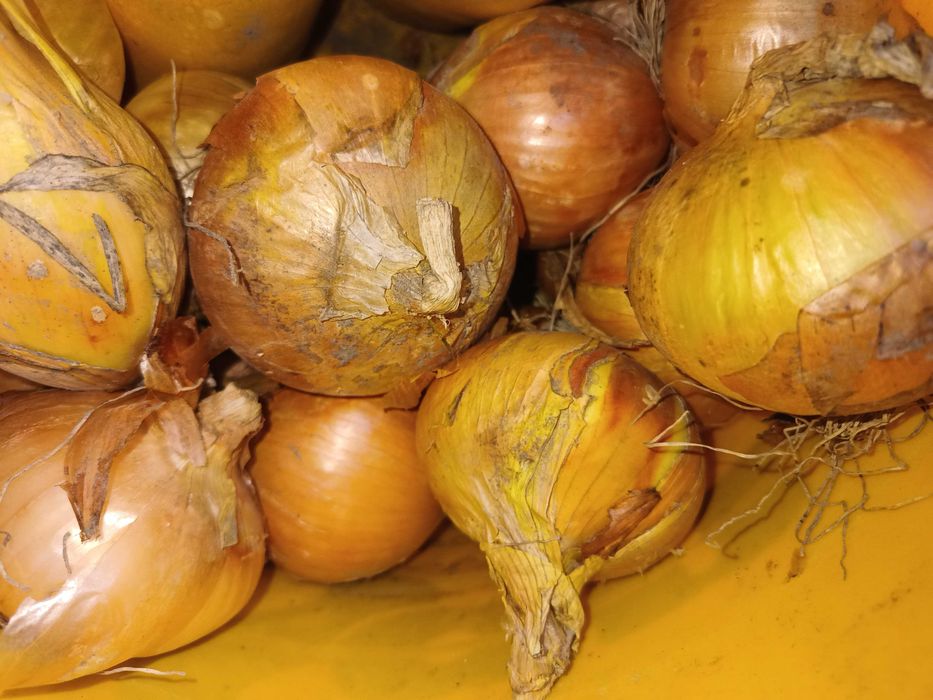 Cebula 2 złote/kilogram