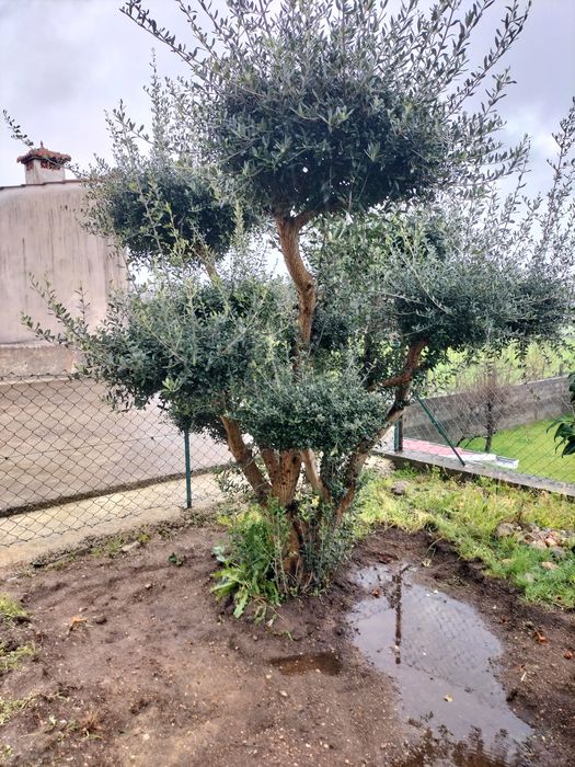 Oliveiras para jardim