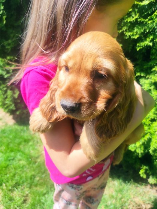 Cocker spaniel angielski chłopak