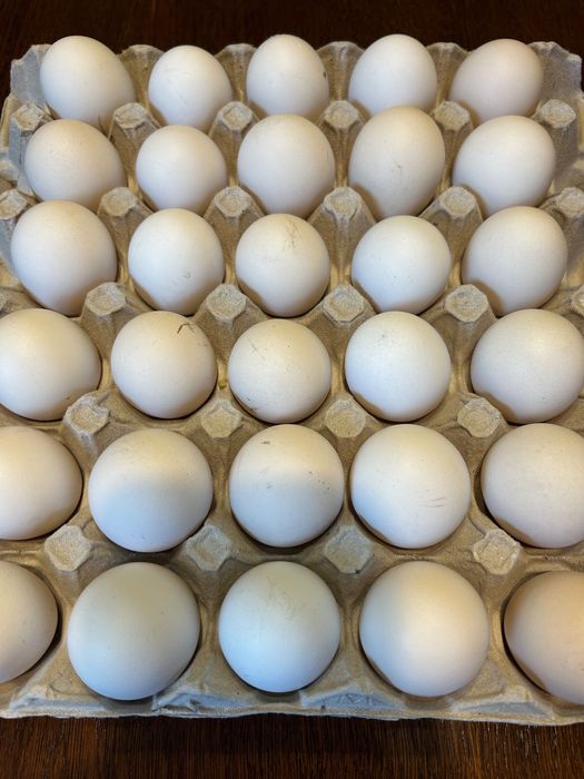 Kury zielononóżka kuropatwiana jaja lęgowe