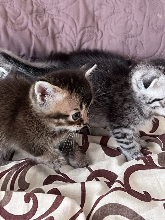 Кошенята висловухі