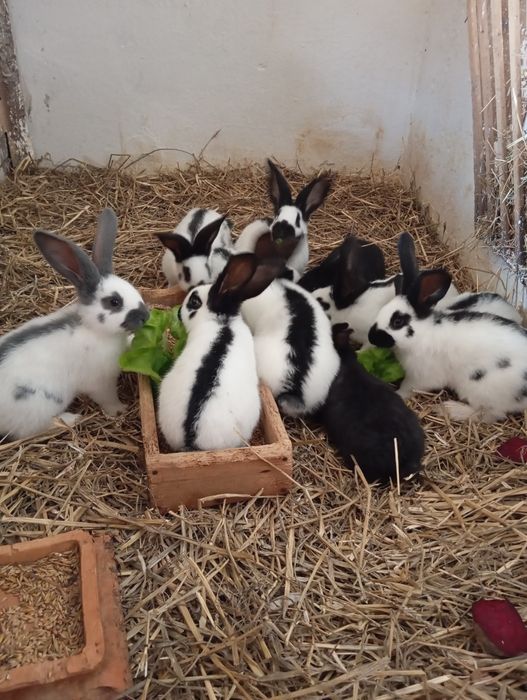 Króliki srokacze młode