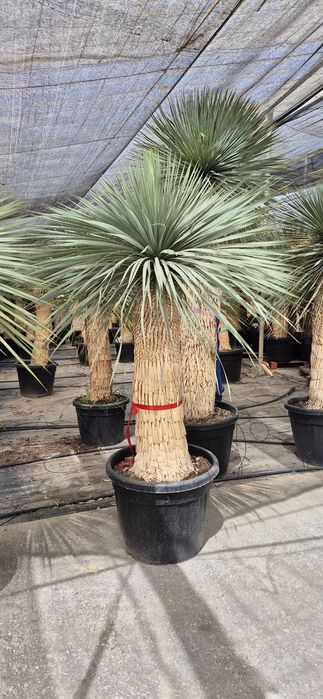 Yucca rostrata.  Palma mrozoodporna.  Juka. Trachycarpus fortunei