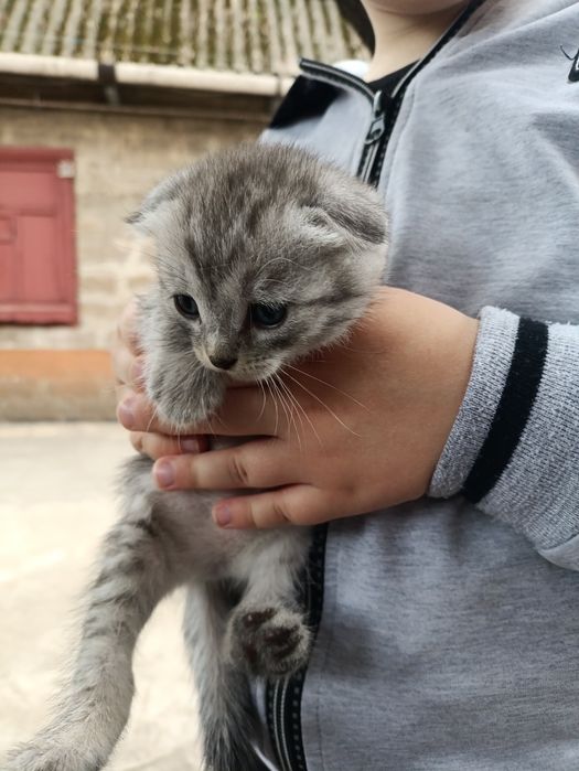 Котенок веслоухая девочка.