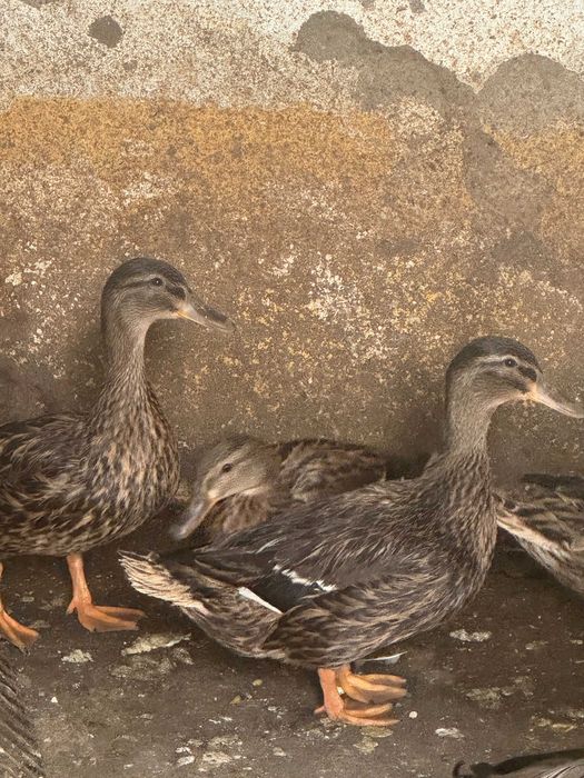 Patas Reais puras em Évora