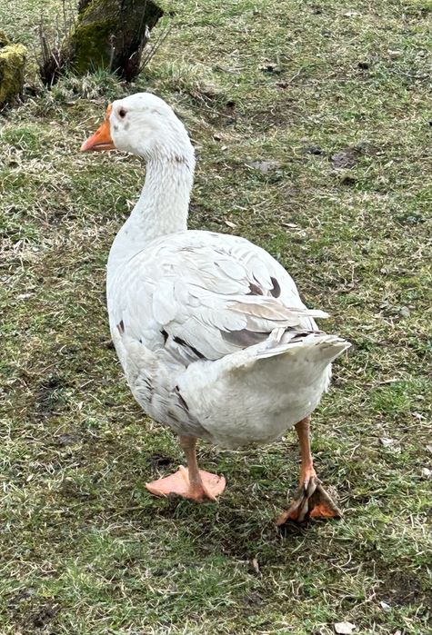 Gąsior roczny biały