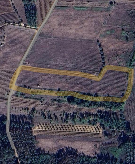 Vinha abandonada na bairrada