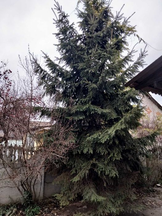 Продам ялинку 5,5 м