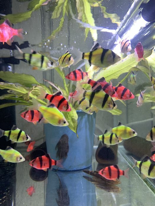 Акваріумні рибки