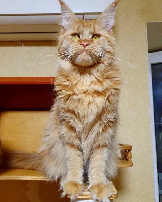 Красуня Фрея шукає котобатьків !