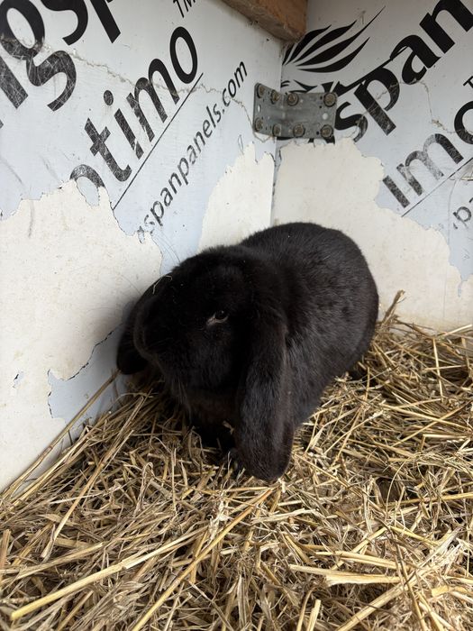 Samiec Baran Francuski