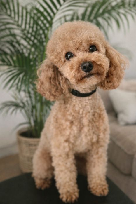 Pudel Toy dorosły piesek FCI