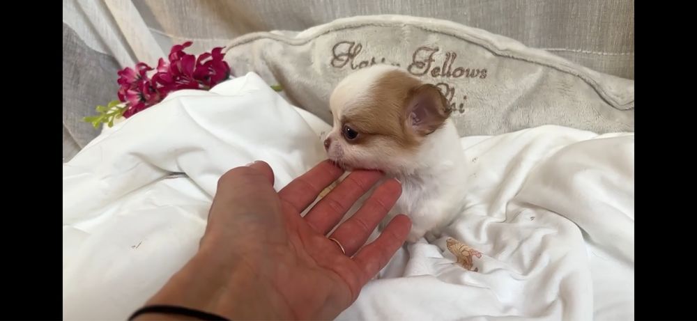 Malenki dlugowlosy chlopczyk chihuahua mini xs max 2kg
