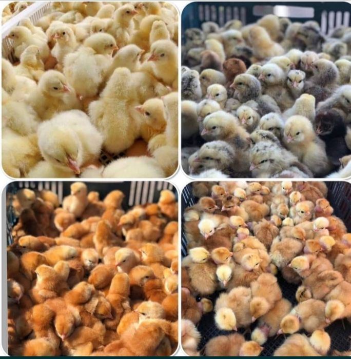 Кури на ЯЙЦЕ,Циплята,Качки,Гуси,Індичата