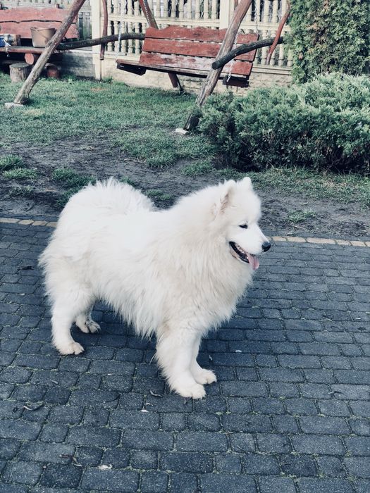 Samoyed szczeniak DO ODBIORU