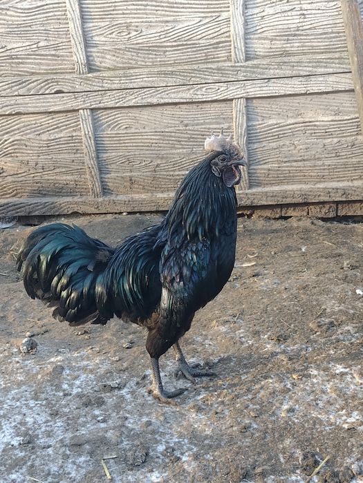 Kogut ayam cemani