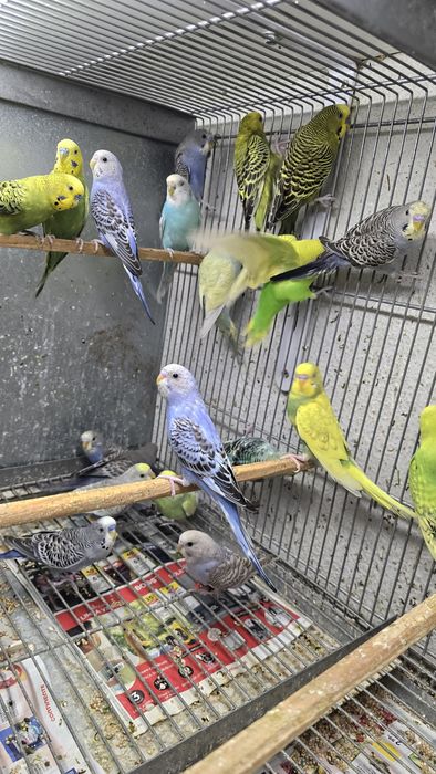 Periquitos de diferentes mutações