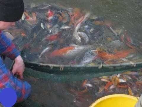 Karp Koj Koi narybek