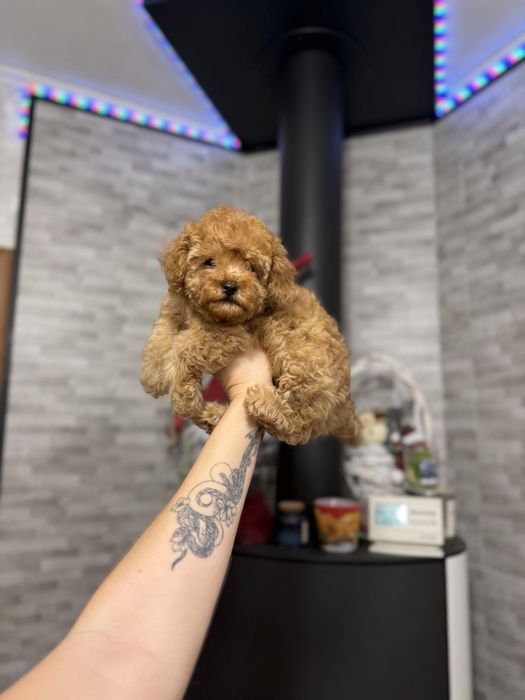 Мальтіпу хлопчик і дівчинка