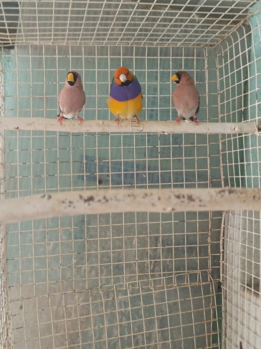 Goulds, e outros Exóticos