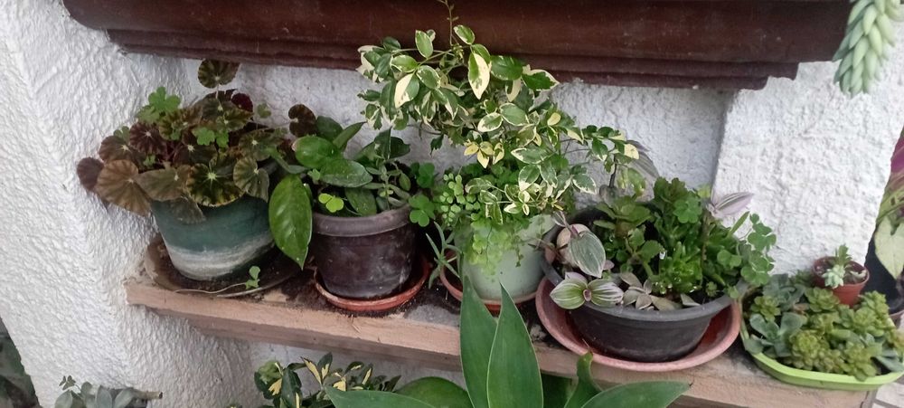 PLANTAS DE INTERIOR E  JARDIM