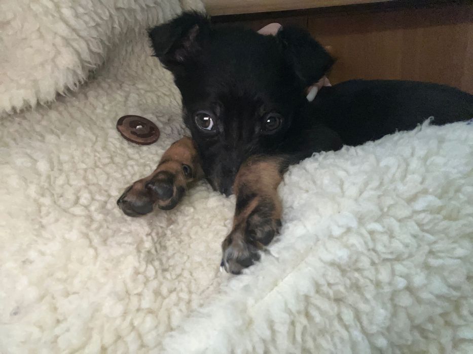 Віддамо в добрі руки щеня