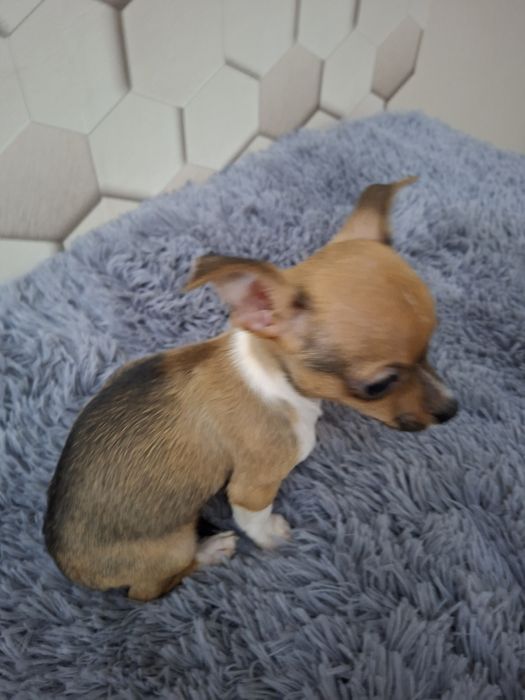 Pies Chihuahua krótkowłosy