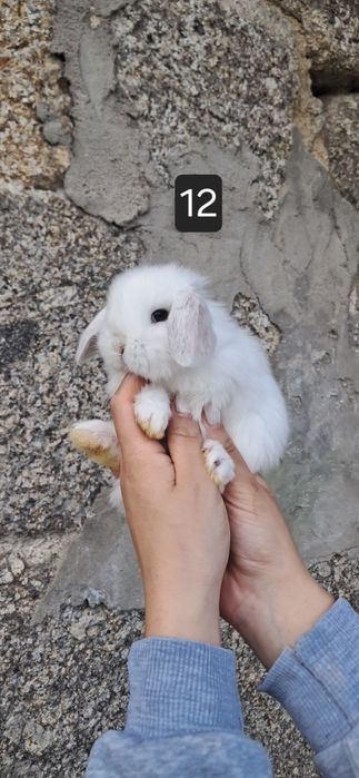 Coelho anão mini lop