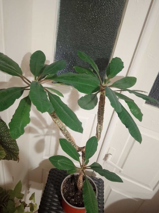 Молочай біложилковий, сінаденіум, анредера