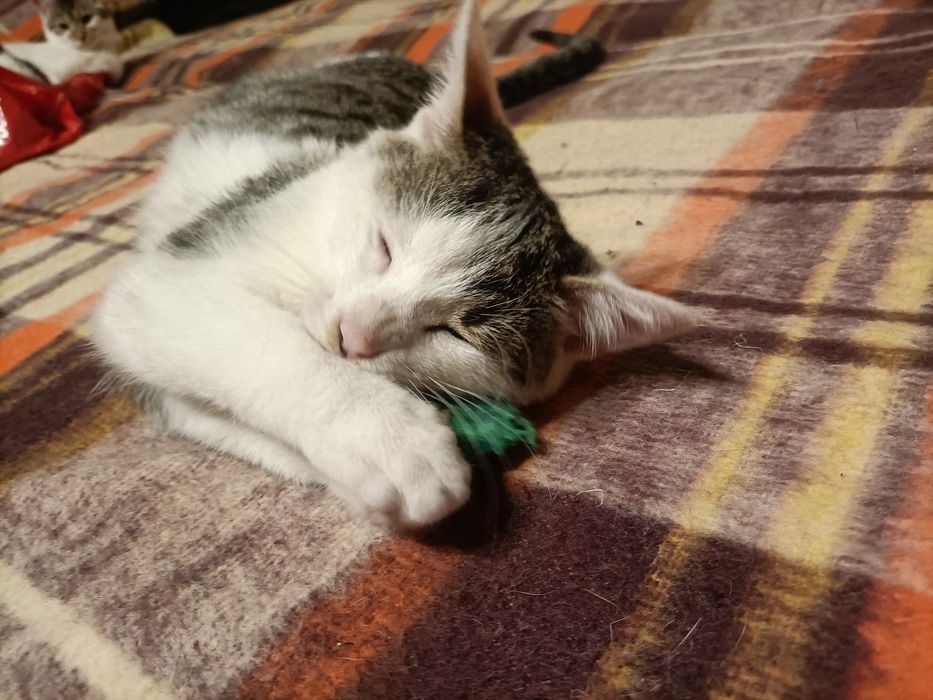 Puszysław do adopcji