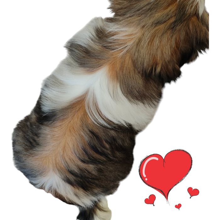 Pies Shih Tzu szczeniak przepiękny chłopak rodowód