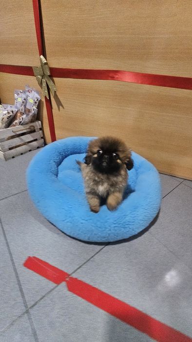 Pequinês fêmea pura