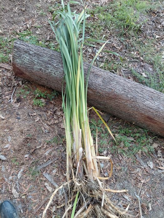 Plantas para lago