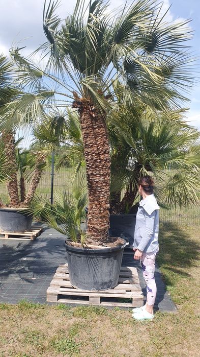 Palma ,karłatka, Chamaerops humilis
