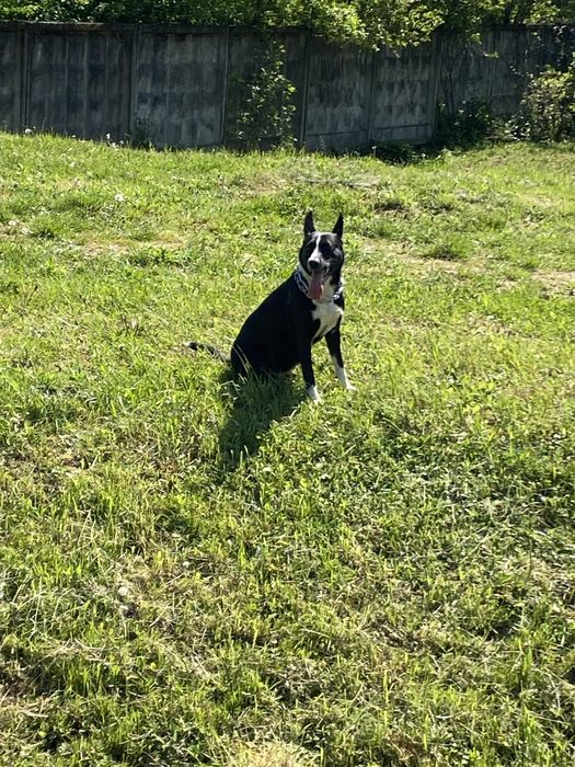 Віддам собаку в добрі руки