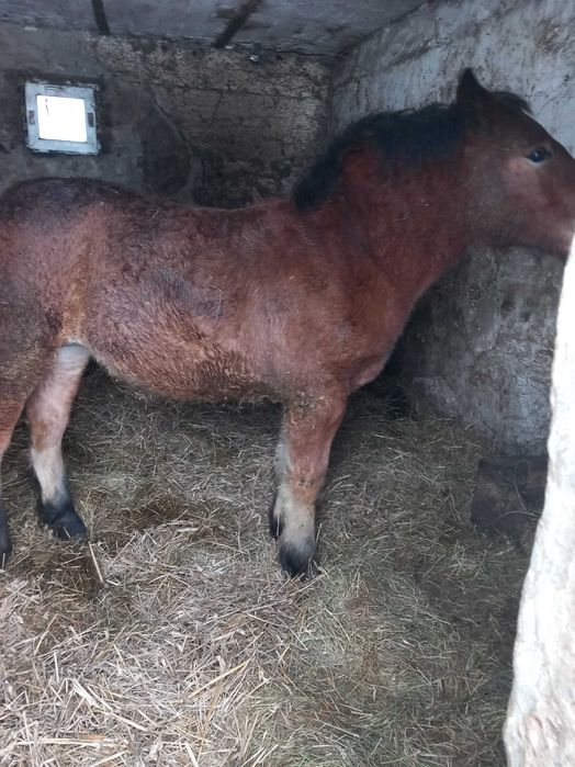 Sprzedam źrebówkę 8 miesiecy