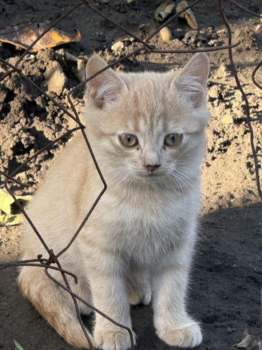 3 маленьких кошеняти
