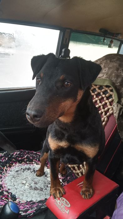 Допоможіть знайти песика ягтер'єр