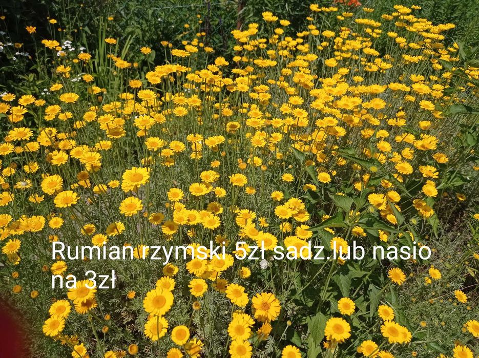 Sprzedam sadzonki kwiatów ogrodowych babcine niekłopotliwe tanio