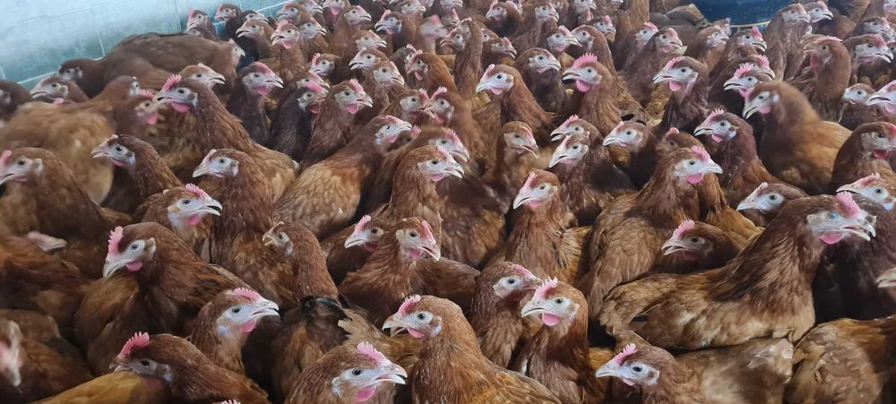 Kury nioski mlode z pierwszym jajkiem Rosa leghorn dominant